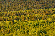Taiga forest with Scots pine (Pinus sylvestris) Aspen (Populus tremula) and Mountain birch (Betula pubescens tortuosa) trees, Saltoluokta area, Greater Laponia Rewilding Area, Lapland, Norrbotten, Swe...