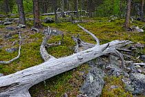 Dead Scots pine (Pinus sylvestris) trunk on ground, Stora Sjofallet National Park, Greater Laponia Rewilding Area, Lapland, Norrbotten, Sweden, June.