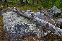 Dead Scots pine (Pinus sylvestris) tree trunk resting on lichen covered rock, Stora Sjofallet National Park, Greater Laponia Rewilding Area, Lapland, Norrbotten, Sweden, June.