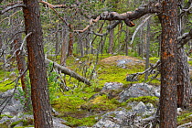 Scots pine (Pinus sylvestris) trunks in old-growth pine forest, Stora Sjofallet National Park, Greater Laponia Rewilding Area, Lapland, Norrbotten, Sweden, June.