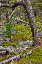 Scots pine (Pinus sylvestris) trunk in old-growth pine forest, Stora Sjofallet National Park, Greater Laponia Rewilding Area, Lapland, Norrbotten, Sweden, June.