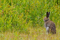 Mountain hare (Lepus timidus) sitting, Stora Sjofallet National Park, Greater Laponia Rewilding Area, Lapland, Norrbotten, Sweden, June.