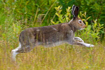 Mountain hare (Lepus timidus) running, Stora Sjofallet National Park, Greater Laponia Rewilding Area, Lapland, Norrbotten, Sweden, June.