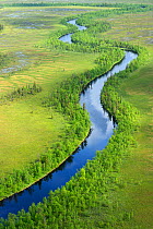 RF- Aerial view of river flowing through peat bogs and taiga, Sjaunja Bird Protection Area, Greater Laponia Rewilding Area, Lapland, Norrbotten, Sweden, June 2013. (This image may be licensed either a...