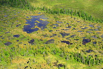 RF- Aerial view of peat bogs and taiga boreal forest, Sjaunja Bird Protection Area, Greater Laponia Rewilding Area, Lapland, Norrbotten, Sweden, June 2013. (This image may be licensed either as rights...