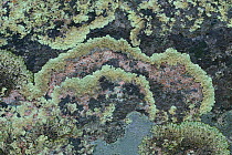 Concentric ring lichen (Arctoparmelia centrifuga)  near Kvikkjokk, Greater Laponia Rewilding Area, Lapland, Norrbotten, Sweden, June.