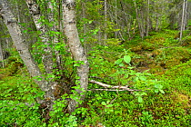 Taiga understory and vegetation, Padjelanta National Park, Kvikkjokk in the Laponia UNESCO World Heritage Site, Greater Laponia Rewilding Area, Lapland, Norrbotten, Sweden, June 2013.