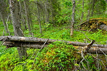 Understory with fallen tree trunks, World Heritage Site, Greater Laponia Rewilding Area, Lapland, Norrbotten, Sweden, June 2013.
