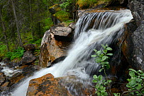 Small waterfall flowing over rocks along the King's Trail hiking trail, Padjelanta National Park, Kvikkjokk, Greater Laponia Rewilding Area, Lapland, Norrbotten, Sweden, June.