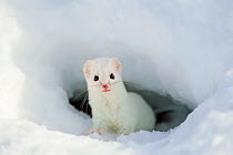 Stoat (Mustela erminea) looking out of hole in snow, in white winter coat, British Columbia, Canada, February.