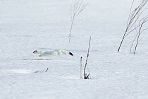 Stoat (Mustela erminea) running over snow in white winter coat, British Columbia, Canada, February.