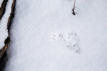 Stoat (Mustela erminea) footprints in snow, British Columbia, Canada, February.