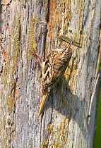 American / Brown creeper (Certhia americana) on tree trunk with bark fragment in beak, used as nest material, New York, USA, June.