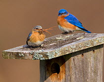 Eastern bluebird (Sialia sialis) pair on nest box roof, female carrying nest material (mainly pine needles) New York, USA, April.