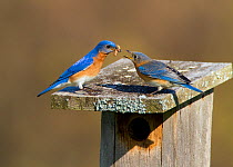 Eastern bluebird (Sialia sialis) pair on nest box roof, male feeding mealworms to female, New York, USA, April.