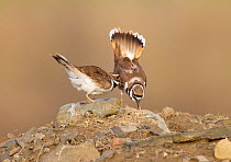 Killdeer (Charadrius vociferus) male bowing and spreading tail feathers as his mate approaches, performing the "Nest scrape ceremony" as they investigate potential nest sites, New York, USA, April.