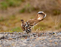 Killdeer (Charadrius vociferus) male bowing and spreading his tail feathers as his mate approaches, performing the "Nest scrape ceremony" as they investigate potential nest sites, New York, USA, April...