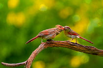 Female Northern cardinal (Cardinalis cardinalis) feeding fledgling (left) on branch, New York, USA, August.