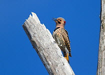 Male Northern flicker (Colaptes auratus) yellow-shafted form, calling from the tree where its nest hole is located, New York, USA, May.
