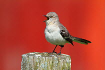 Northern mockingbird (Mimus polyglottos) singing, red barn in background, Interlaken, New York, USA, April.