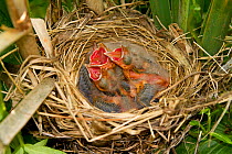 Three Red winged blackbird (Agelaius phoeniceus) chicks in nest with beaks wide open, about 6 days, eyes just starting to open, Ithaca, New York, USA, June.