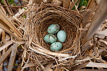 Red-winged blackbird (Agelaius phoeniceus) nest containing four eggs, in cattail marsh, New York, USA, June.