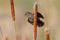 Female Red winged blackbird (Agelaius phoeniceus) calling and performing wingspread display on bulrush, New York, USA, May.