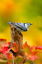 Male White breasted nuthatch (Sitta carolinensis) perched on stump, New York, USA, October.