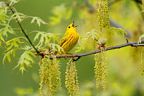 Male Yellow warbler (Setophaga / Dendroica petechia) in breeding plumage singing amongst oak catkins and leaves, New York, USA, May.