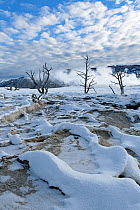 Dead trees on upper terrace, Mammoth Hot Springs, Yellowstone National Park, Wyoming, USA, January 2014.