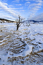 Dead trees on the upper terraces, Mammoth Hot Springs, Yellowstone National Park, Wyoming, USA, January 2014.