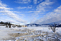Dead trees on the upper terraces of Mammoth Hot Springs, Yellowstone National Park, Wyoming, USA, January 2014.