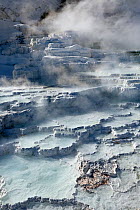 Lower travertine terraces in snow, Mammoth Hot Springs, Yellowstone National Park, Wyoming, USA, January 2014.