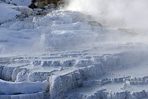 Lower travertine terraces in snow, Mammoth Hot Springs, Yellowstone National Park, Wyoming, USA, January 2014.