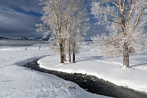 Rose Creek and trees in snow,Lamar Valley, Yellowstone National Park, Wyoming, USA, January 2014.