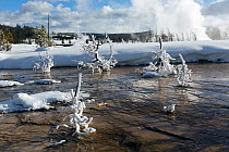 Small frost covered trees in water with ice on, Biscuit Basin, Yellowstone National Park, Wyoming, USA, February 2014.
