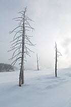 Dead trees in snow, Upper Geyser Basin, Yellowstone National Park, Wyoming, USA, February 2014.