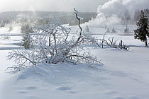 Frost covered trees, Upper Geyser Basin, Yellowstone National Park, Wyoming, USA, February 2014.