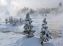 Snow covered trees with steam rising from hot water, West Thumb Geyser Basin, Yellowstone National Park, Wyoming, USA, February 2014.