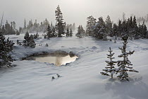 Snow covered trees and pond, West Thumb Gerser Basin, Yellowstone National Park, Wyoming, USA, February 2014.
