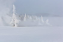 Frost and snow covered trees with steam rising from a geothermal feature, West Thumb Gerser Basin, Yellowstone National Park, Wyoming, USA, February 2014.