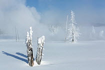 Frost and snow covered trees with steam rising from geothermal feature, West Thumb Gerser Basin, Yellowstone National Park, Wyoming, USA, February 2014.