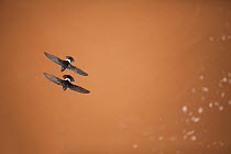 Little Swifts (Apus affinis) two in flight, Kruger National Park, South Africa, November.