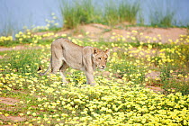 Lion (Panthera leo) in Dubbeltjie flower (Tribulus terrestris) Northern Cape Province, South Africa, February.