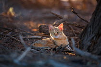 African Wild Cat (Felis sylvestris) Kgalagadi Transfrontier Park, South Africa,