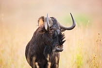 Black Wildebeest (Connochaetes gnou) bull, Rietvlei Nature Reserve, Gauteng Province, South Africa, April.