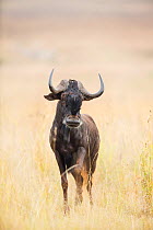 Black Wildebeest (Connochaetes gnou) bull, Rietvlei Nature Reserve, Gauteng Province, South Africa, April.
