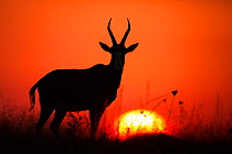 Blesbok (Damaliscus dorcas phillipsi) silhouetted at sunset,  Rietvlei Nature Reserve, Gauteng Province, South Africa, May.