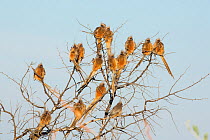 Speckled Mousebird (Colius striatus) group roosting, Rietvlei Nature Reserve, Gauteng Province, South Africa, May.