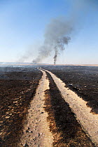 Wild fire in the distance and scorched landscape, Marievale Bird Sanctuary, South Africa, June 2013